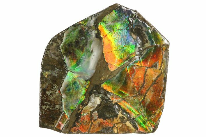 Iridescent Ammolite (Fossil Ammonite Shell) - Alberta, Canada #181150